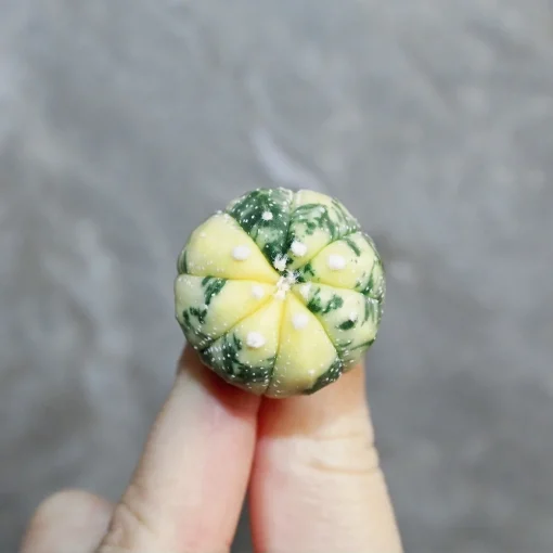 Peyote cactus seed for sale