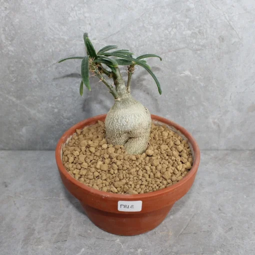 Peyote cactus seeds