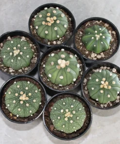 Lophophora williamsii seeds