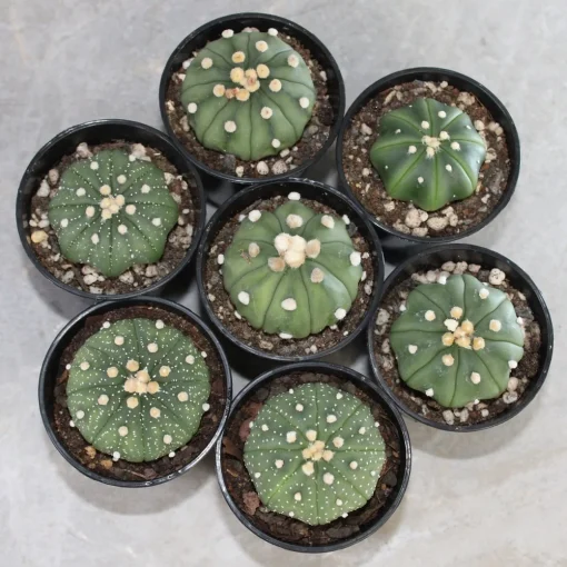 Lophophora williamsii seeds