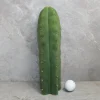 Peyote sale
