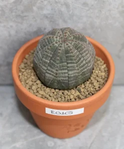 peyote cactus