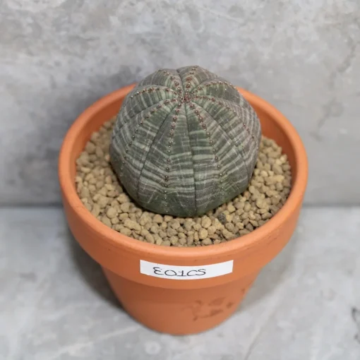 peyote cactus