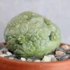 Buying peyote cactus