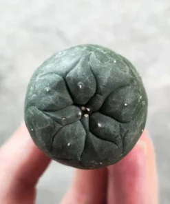 lophophora williamsii seeds