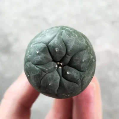 lophophora williamsii seeds