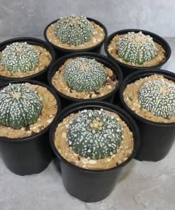 Peyote seeds