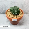 Cactus australia