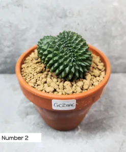 Cactus australia