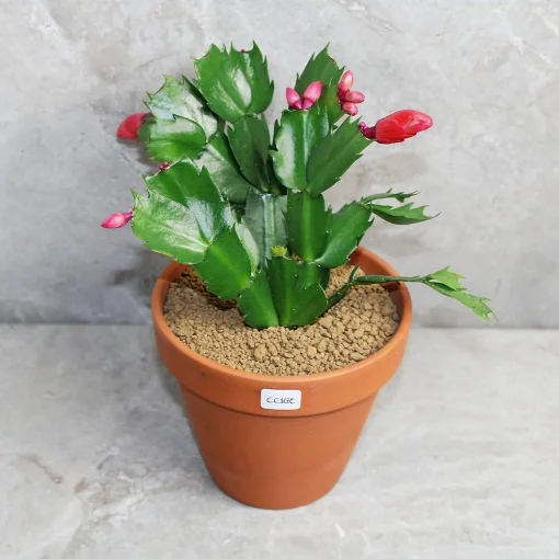 Precious cactus