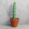 Peyote cactus for sale