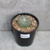 peyote plant for sale