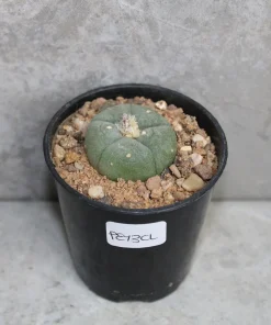 peyote plant for sale