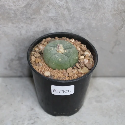 peyote plant for sale