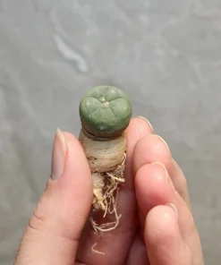 lophophora williamsii seeds