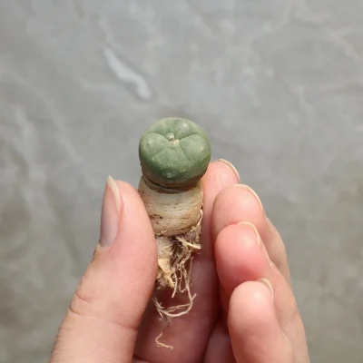 lophophora williamsii seeds