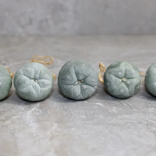 Peyote seeds for sale