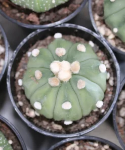 Lophophora williamsii seeds