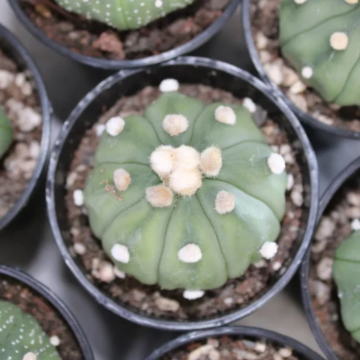 Lophophora williamsii seeds