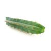 Buy peyote cactus