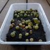 peyote seed