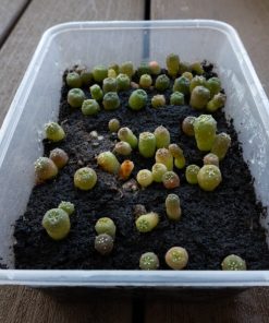 peyote seed