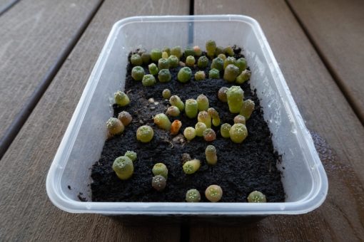 peyote seed