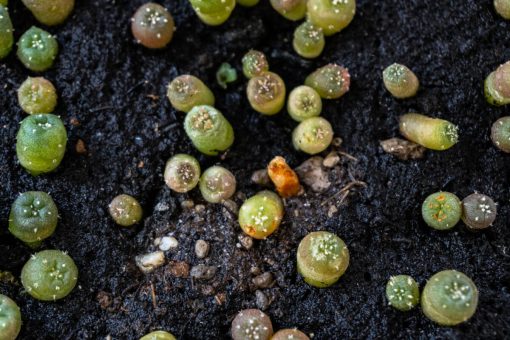 peyote seed