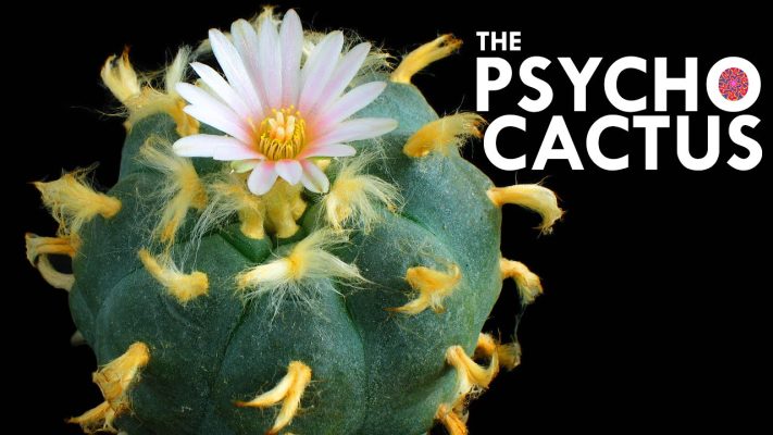 Peyote cactus seeds