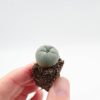 LOPHOPHORA WILLIAMSII SEEDLING