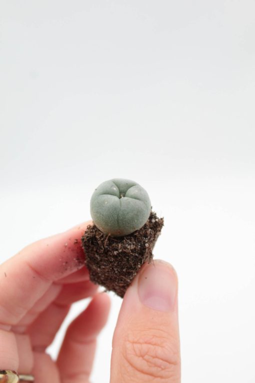 LOPHOPHORA WILLIAMSII SEEDLING